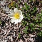 Dryas octopetala flower picture by lelapin (cc-by-sa)