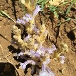 Orobanche cernua flower picture by Bana Ike (cc-by-sa)