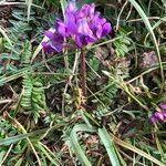 Oxytropis neglecta habit picture by Louise Fulchiron (cc-by-sa)