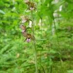 Epipactis leptochila flower picture by Raphaël patris (cc-by-sa)