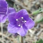 Phacelia parryi flower picture by Luisa Smith (cc-by-sa)