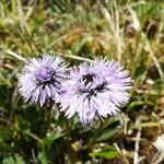 Globularia cordifolia flower picture by Jean-Pierre Patoux (cc-by-sa)