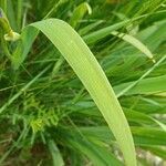 Iris versicolor leaf picture by Justin Welch (cc-by-sa)