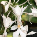 Calanthe triplicata flower picture by Pierre Bonnet (cc-by-sa)