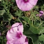 Convolvulus althaeoides flower picture by Ventu Murillo (cc-by-sa)