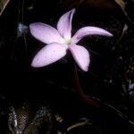 Voyria rosea flower picture by Daniel Barthelemy (cc-by-nc)