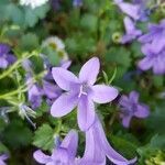 Campanula garganica flower picture by Louis Buchalet (cc-by-sa)