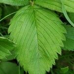 Fragaria moschata leaf picture by Jean-Louis C. (cc-by-sa)