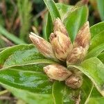 Gentiana cruciata fruit picture by Jan Schulte (cc-by-sa)