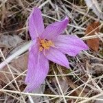 Colchicum longifolium flower picture by Hervé Goëau (cc-by-sa)