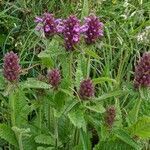 Betonica hirsuta habit picture by Denis Bastianelli (cc-by-sa)