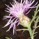 Centaurea deusta flower picture by Martin Bishop (cc-by-sa)