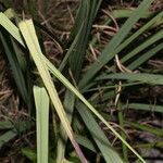 Schoenocaulon officinale leaf picture by Nelson Zamora Villalobos (cc-by-nc)