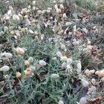 Silene vulgaris habit picture by Jonas Kabsch (cc-by-sa)