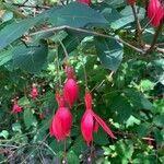 Fuchsia magellanica habit picture by Eric Hall (cc-by-sa)