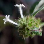 Sabicea velutina flower picture by Jean-François Molino (cc-by-sa)