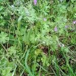 Geranium pyrenaicum habit picture by Jakob Schäfer (cc-by-sa)