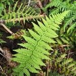 Athyrium filix-femina leaf picture by Jean Cunin (cc-by-sa)