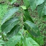 Maclura tinctoria leaf picture by Juan Carlos Ordonez (cc-by-sa)