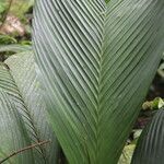 Geonoma cuneata leaf picture by Nelson Zamora Villalobos (cc-by-nc)