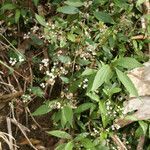 Ageratina riparia habit picture by E. Mouysset (cc-by-sa)