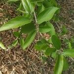 Alangium salviifolium leaf picture by Jagdish Gabhane (cc-by-sa)