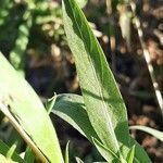 Cheirolophus uliginosus leaf picture by Monteiro Henrique (cc-by-sa)