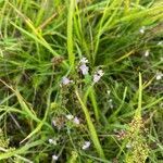 Euphrasia micrantha flower picture by Ellery Ellery (cc-by-sa)