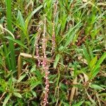 Persicaria strigosa flower picture by susan brown (cc-by-sa)