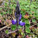 Lupinus colombiensis flower picture by Fabien Anthelme (cc-by-sa)