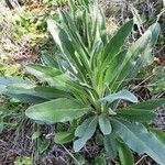 Pardoglossum cheirifolium habit picture by Monteiro Henrique (cc-by-sa)