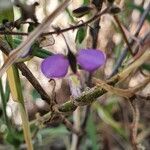 Polygala sphenoptera flower picture by susan brown (cc-by-sa)