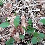 Pulmonaria obscura habit picture by lukasfaltus (cc-by-sa)