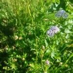 Valeriana dioica habit picture by Béatrice Escande (cc-by-sa)