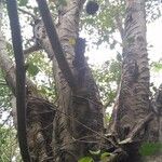 Ficus hookeriana habit picture by Dieter Albrecht (cc-by-sa)