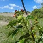 Jatropha gossypiifolia fruit picture by Yves Demouy (cc-by-sa)