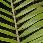 Bactris major leaf picture by Nelson Zamora Villalobos (cc-by-nc)