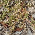 Blutaparon vermiculare habit picture by Sylvain Piry (cc-by-sa)