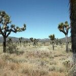 Yucca brevifolia habit picture by Daniel Barthelemy (cc-by-nc)