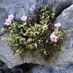 Erodium foetidum (l.) l'hér. habit picture by Alain Bigou (cc-by-sa)