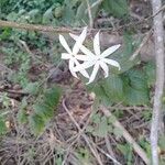 Jasminum malabaricum flower picture by Vikram Kumar (cc-by-sa)