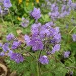 Phacelia bipinnatifida flower picture by C. bwood (cc-by-sa)