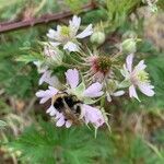 Rubus schnedleri flower picture by thierry jacinthe (cc-by-sa)