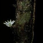 Amphirrhox longifolia flower picture by Daniel Barthelemy (cc-by-nc)