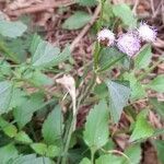 Ageratum conyzoides habit picture by Trap Hers (cc-by-sa)