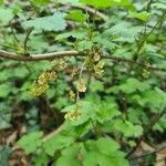 Ribes rubrum flower picture by Nadia Zk (cc-by-sa)