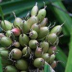 Bromelia pinguin fruit picture by Hervé Goëau (cc-by-sa)