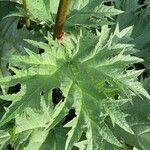 Rheum palmatum leaf picture by Jonathan Hobbs (cc-by-sa)