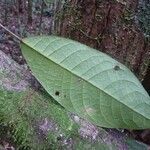 Sagotia racemosa leaf picture by C. Geniez (cc-by-sa)