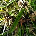 Anacamptis palustris leaf picture by Stéphane Manceron (cc-by-sa)